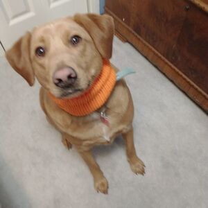 Hand Crafted Medium Knit Dog Scarve Pet clothes Knit infinity Holiday Winter